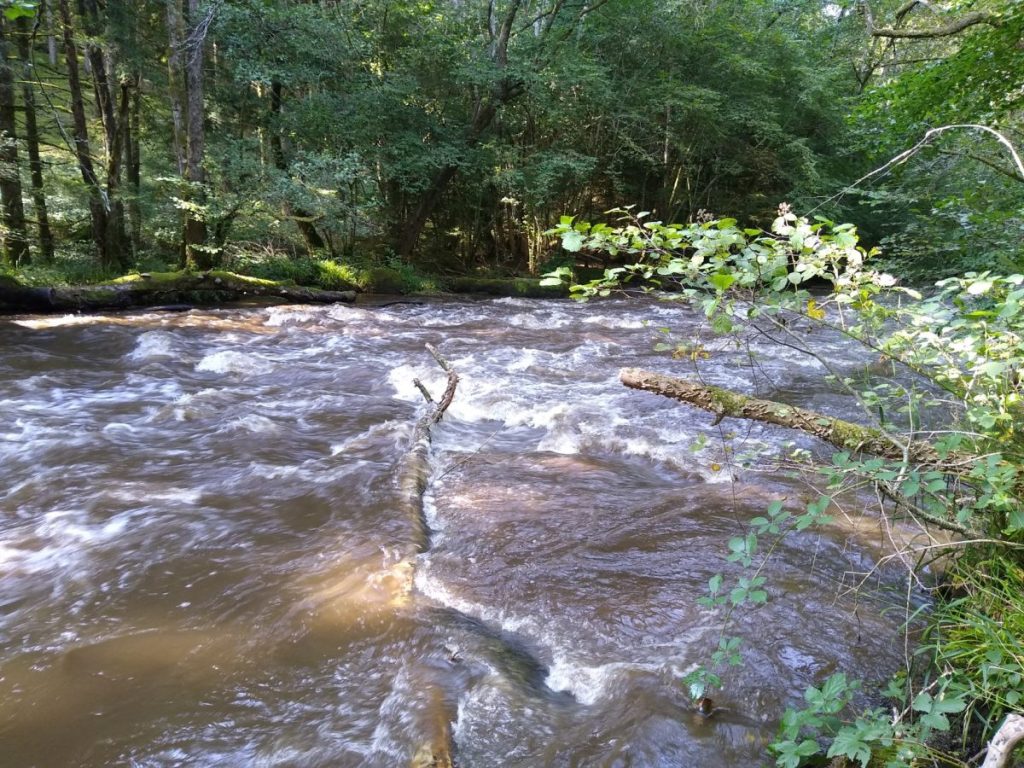 La truite, quelques arbres en obstacles