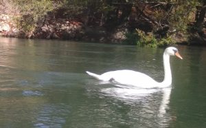 Une habitante de la rivière