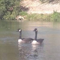 Canada Goose